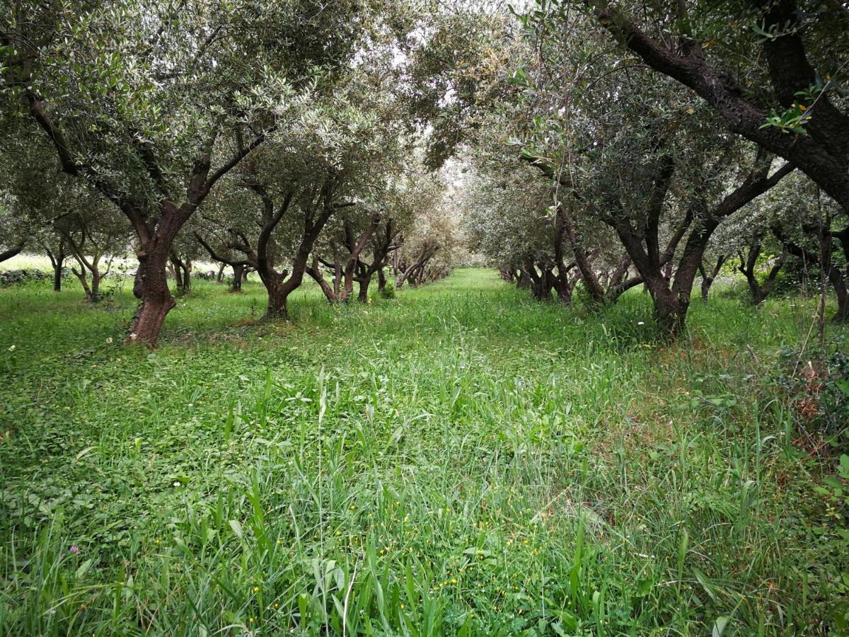 Vila Ecohouse Oliveglia Šilo Exteriér fotografie